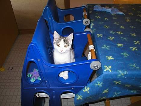 Huskat Miv-pigen - Endelig kom jeg op i stolen - som at bestige Andesbjergene for en kat i min størrelse! billede 13