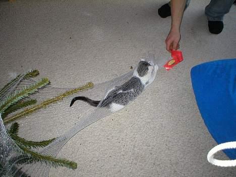 Huskat Miv-pigen - Nysgerrighed længe leve :) billede 14