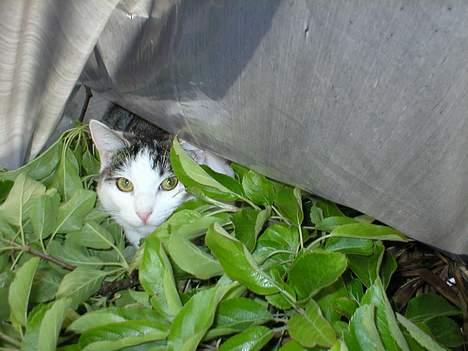 Huskat Miv-pigen - Sækken med grene skal man huske og kigge i inden man køre i kontaineren man ved aldrig hvad der er i den :D billede 15