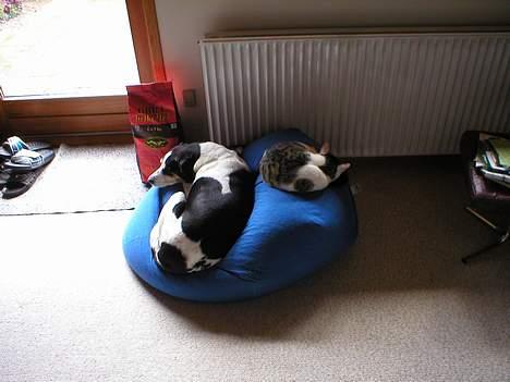 Huskat Miv-pigen - Man kan vel dele når man er gode venner...  billede 16