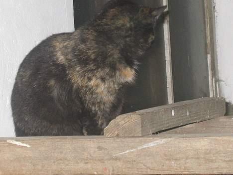 Blanding af racer Kiara - Nej, nu er det nok!   (13/12-04) billede 6