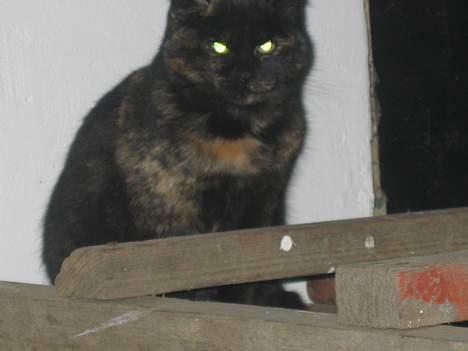 Blanding af racer Kiara - Hvornår holder du op...?   (13/12-04) billede 7