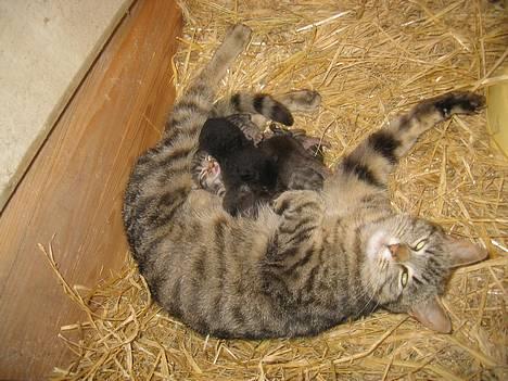 Blanding af racer Nala - Her er Nala. Det er et af de eneste billeder vi har af hende fra 2005. Her er hun med sine killinger, som kun er 1-2 dage gamle.   (25/6-05) billede 1