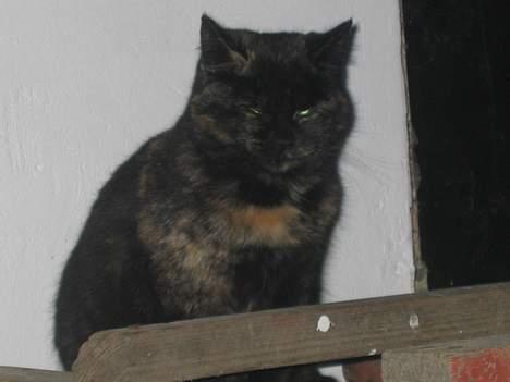 Blanding af racer Kiara - Jeg gider ikke at kigge på dig mere! Så, nu lukker jeg øjnene, så er jeg fri for at se på dig!   (13/12-04) billede 8