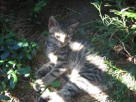 Blanding af racer Nala - Her ligger jeg og nyder solen...!   (10/8-04) billede 2