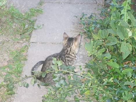 Blanding af racer Nala - Er det en lille mus, som løber der...?   (10/8-04) billede 3