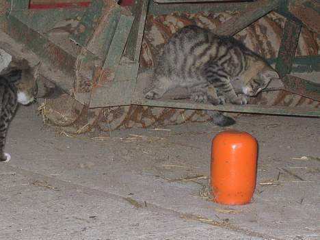 Blanding af racer Nala - Jeg fanger fluer...   (31/8-04) billede 4