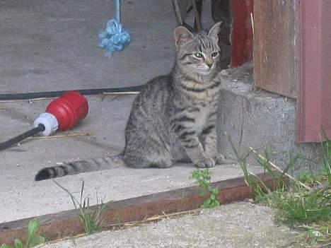 Blanding af racer Nala - Her har jeg overblik over hele gårdspladsen, og alle de andre katte...   (31/8-04) billede 5