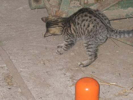 Blanding af racer Nala - Jeg har dig, din dumme og møg irriterende flue..!   (31/8-04) billede 6