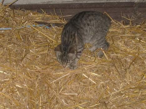 Blanding af racer Nala - Der er laaangt ned..!   (31/8-04) billede 7