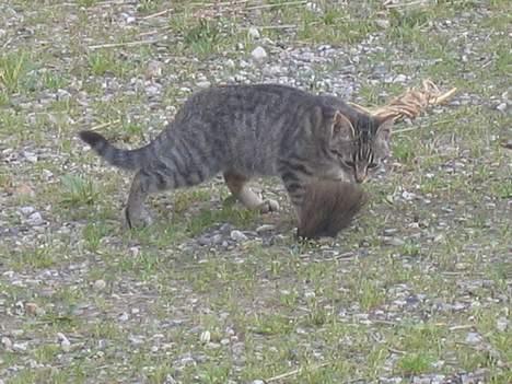 Blanding af racer Nala - Hvad i al verden er det..?!   (2/9-04) billede 8