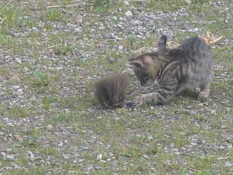 Blanding af racer Nala - Nåååh, det er et legetøj...!   (2/9-04) billede 9