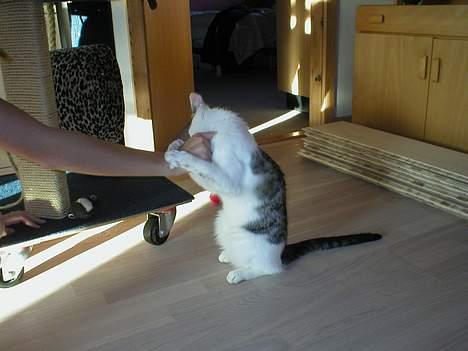 Huskat Miv-pigen - "Jeg vil hellere lege, end nusses!!" billede 17