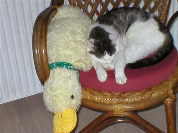 Huskat Miv-pigen - Det er min and...... billede 18