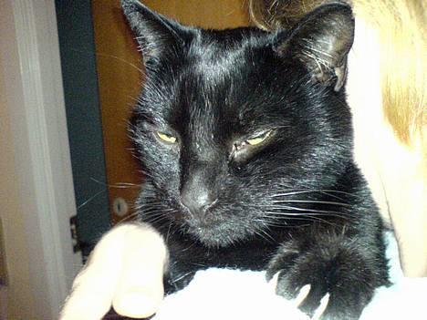 Huskat Simba.  - simba gir mor, en stor krammer. billede 15