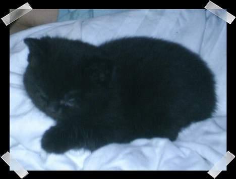 Huskat Perle billede 1