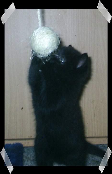 Huskat Perle - Leger lige  billede 3