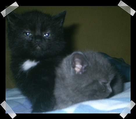 Huskat Perle - Mig & min søster  billede 4