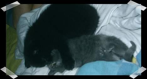 Huskat Perle billede 5