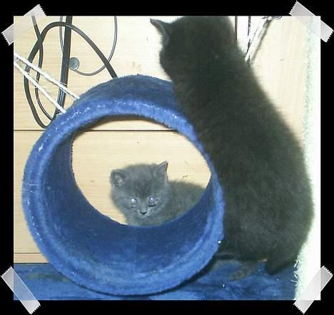 Huskat Perle billede 7