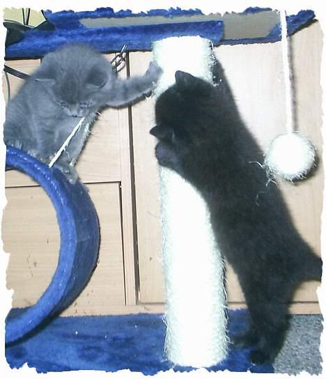 Huskat Perle - Leger med min søster  billede 8