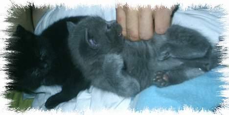 Huskat Perle billede 9