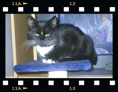 Huskat Neptun  billede 12