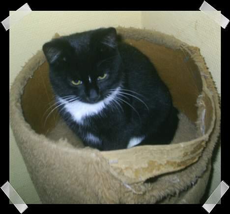 Huskat Neptun  billede 13