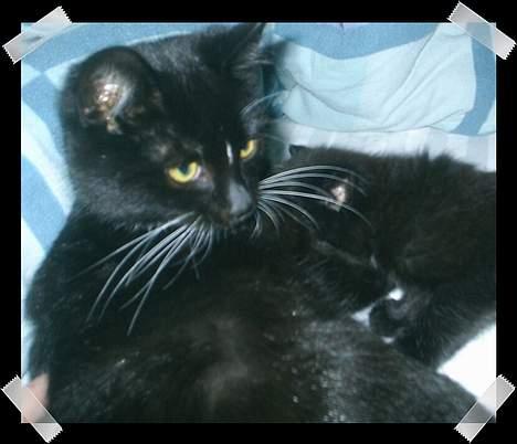 Huskat Neptun  billede 14