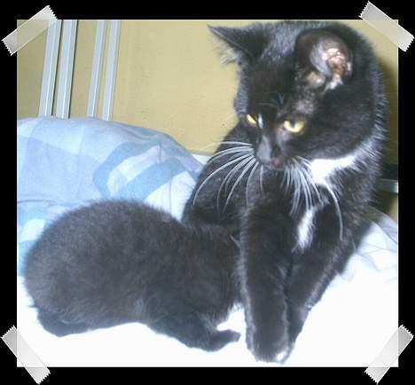 Huskat Neptun  - Lille sorte tror jeg er en dame :-/  billede 15