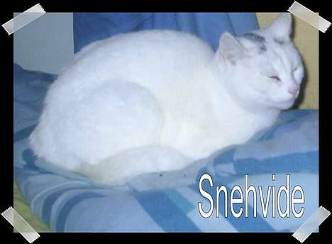 Huskat Snehvide *EFTERLYST* billede 13