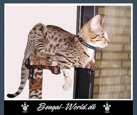 Bengal : Ricco  - 29.12.2005 billede 2