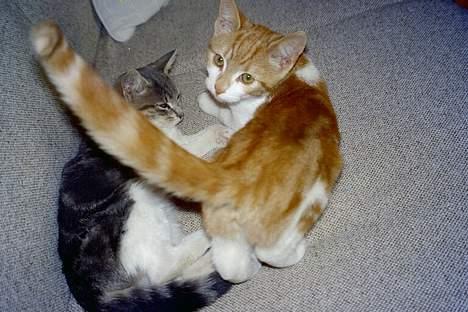 Blanding af racer Knold billede 6