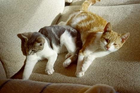 Blanding af racer Knold billede 7