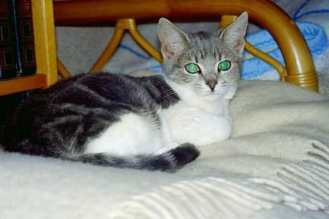 Blanding af racer Tot billede 16