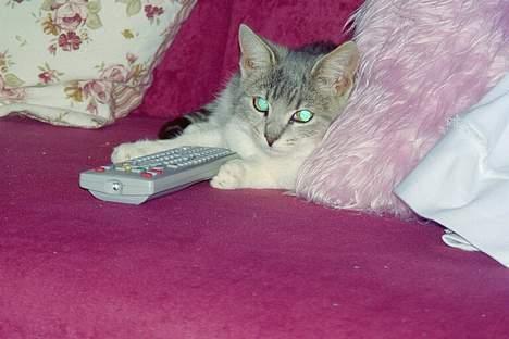 Blanding af racer Tot - Jeg har styr på tvet billede 17