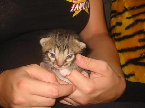 Bengal Bjarkke - En lille bitte Bjarkke billede 13