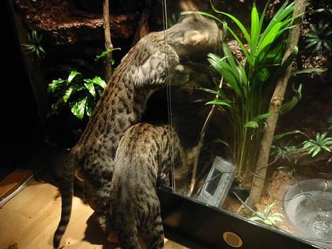 Bengal Bjarkke - woww billede 14