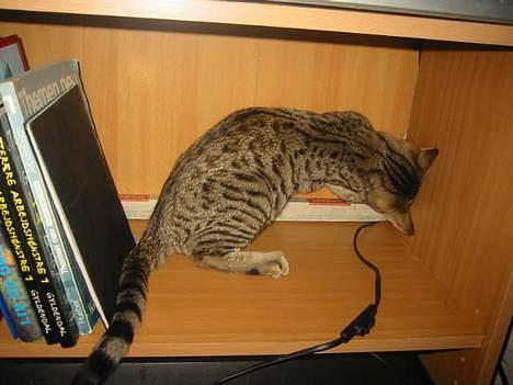 Bengal Bjarkke - Den ledning skal ihvertfald ikke ligge lige der! billede 15