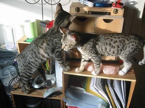 Bengal Bjarkke - Bjarkke og lille mis på eventyr billede 16