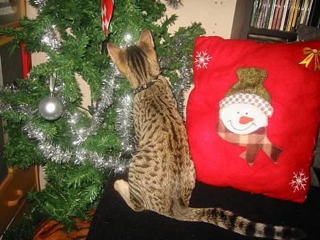 Bengal Bjarkke - Kære julemand... billede 17