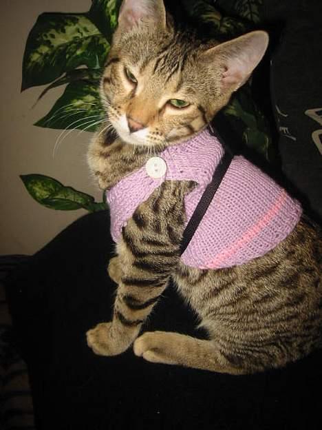 Bengal Bjarkke - se hvor fin jeg er i min nye trøje billede 18