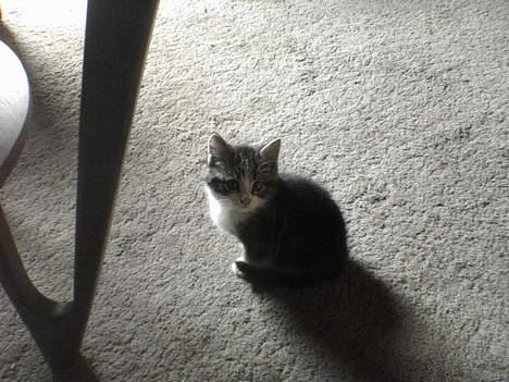 Blanding af racer Mille - Mille et par dage efter at vi havde fået hende... billede 1