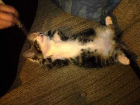 Blanding af racer Mille - Mille ligger og slænger sig.... billede 2