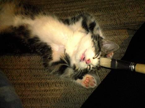 Blanding af racer Mille - Det er dejligt at mor nusser mig i hovedet med en pensel!! billede 3