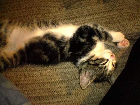 Blanding af racer Mille - Uh jeg er træt! billede 4