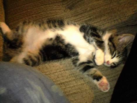 Blanding af racer Mille - Jeg blir bare liggende... billede 5