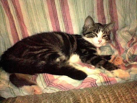 Blanding af racer Mille - Jeg nyder bare livet.... billede 6