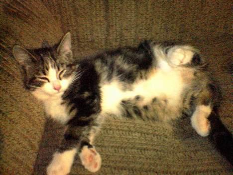 Blanding af racer Mille - Hejsa billede 7