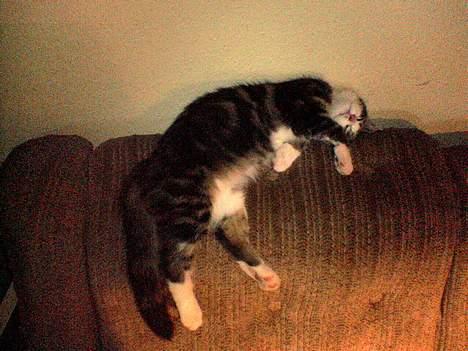 Blanding af racer Mille - Mille er gået hel kold.... billede 8